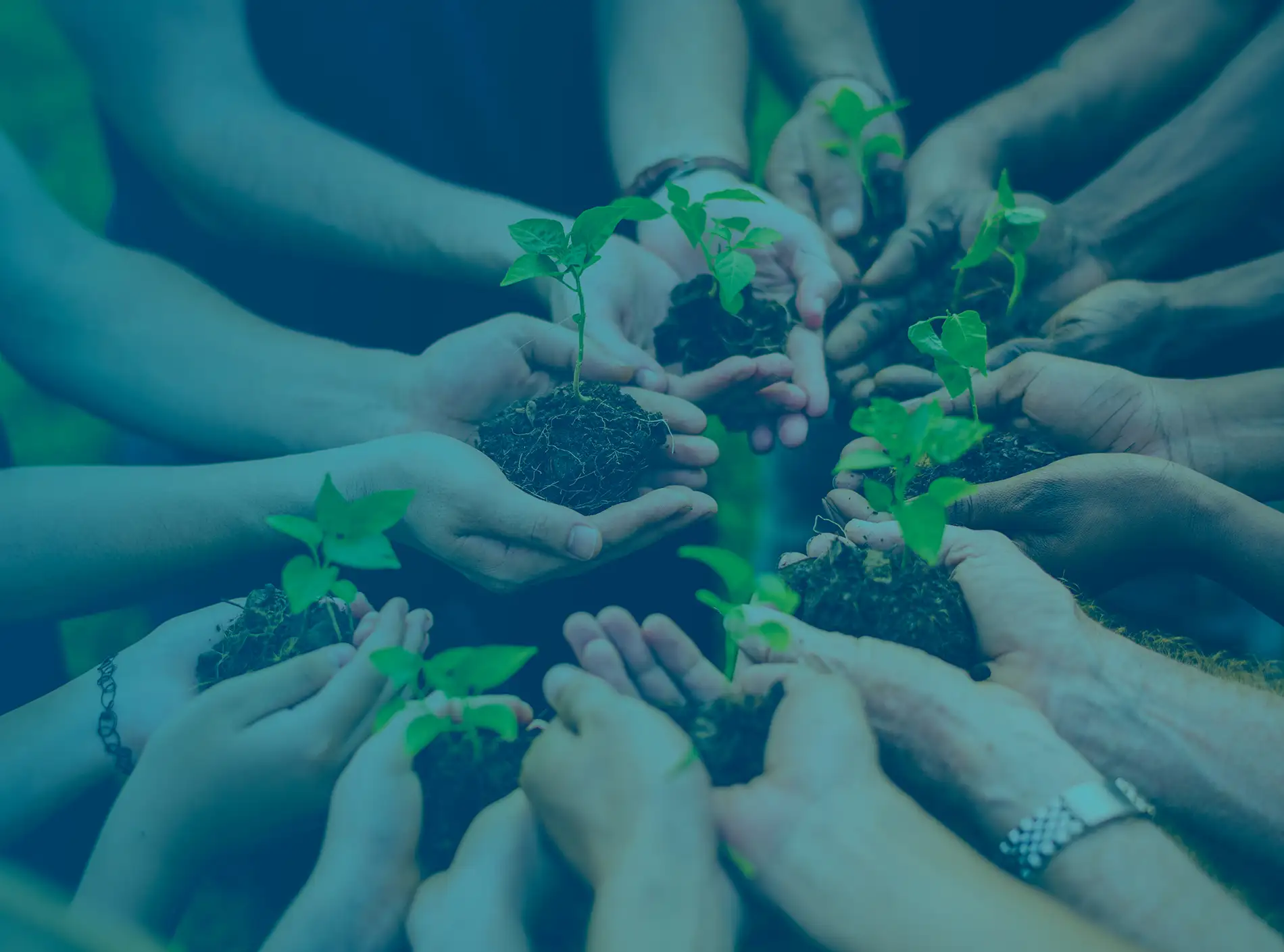 group-volunteers-planting-new-trees-2
